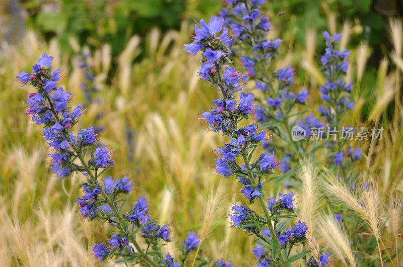 Natternkopf (Echium vulgare) -蝰蛇的Bugloss植物